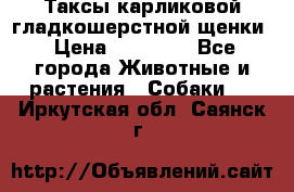 Таксы карликовой гладкошерстной щенки › Цена ­ 20 000 - Все города Животные и растения » Собаки   . Иркутская обл.,Саянск г.